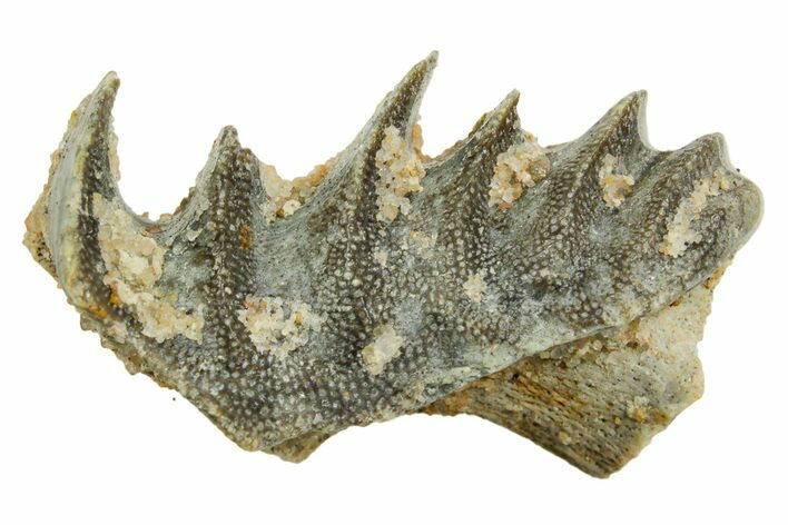 Cretaceous Lungfish (Ceratodus) Tooth Plate - Morocco #366749